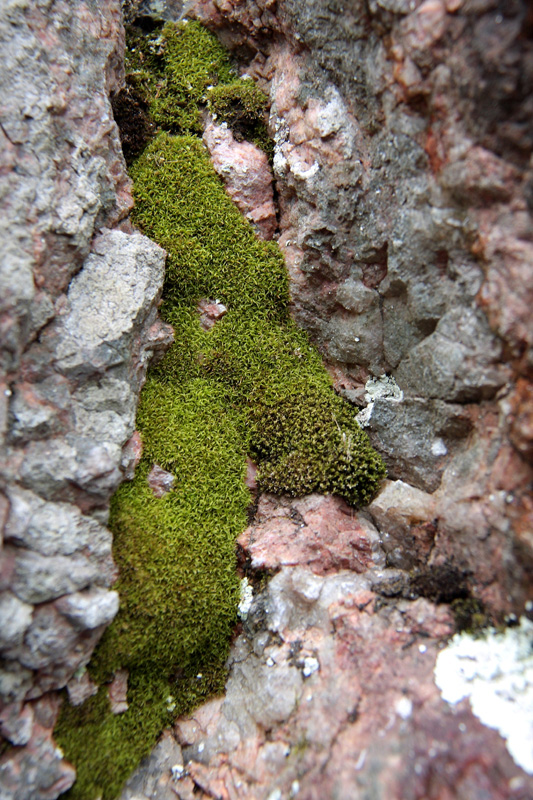 Amphidium mougeotii